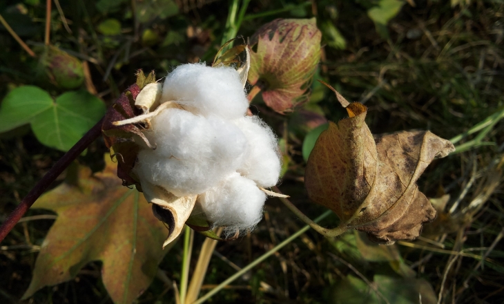 Cotton a risk crop, increasing pressure to certify, says Control Union
