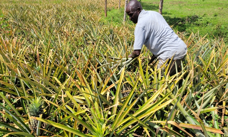 Out of Africa: A Journey from Farm to a Fabric of the Future