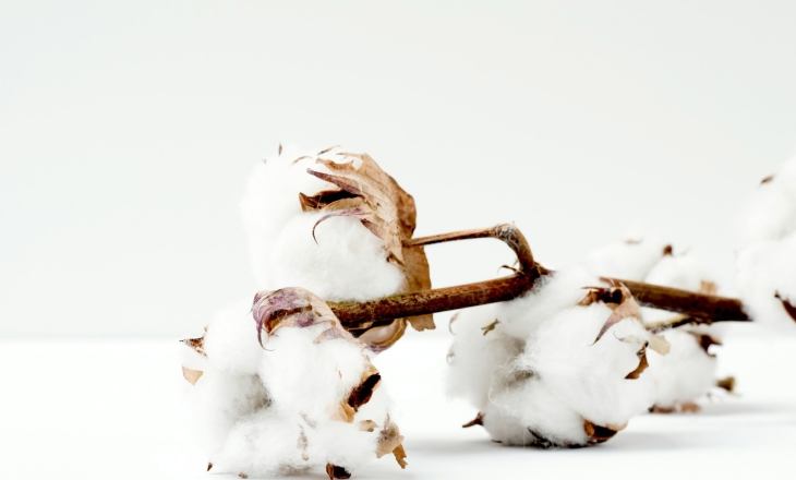 The Certification Process Must Be Fool-Proof, Follow Standard Global Guidelines