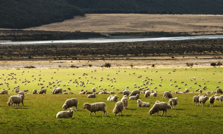 Greener Floors, Stronger Futures: New Zealand Chooses Wool for Climate and Community