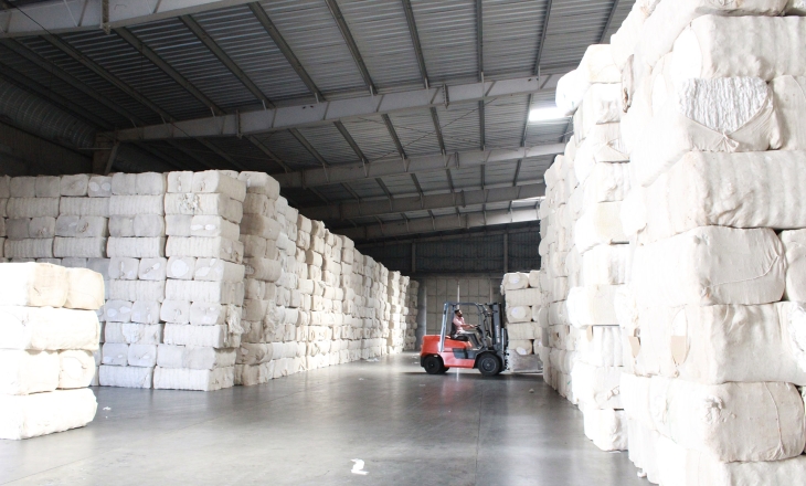 Frayed Futures: India’s Cotton Crop Unspooling Fast