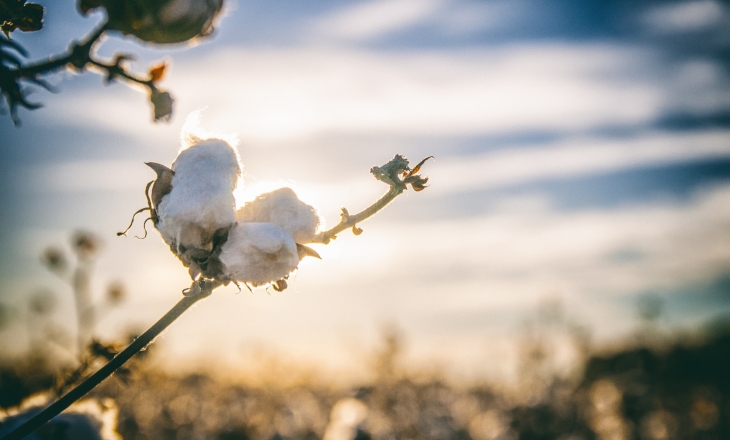 ‘MSP Isn’t Distorting Prices’: CCI Head on Imports, Yields, and the Road to Cotton Stability