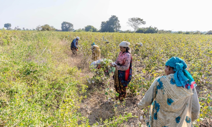 India's Import Duties: Mills Win This Round as Farmers Absorb the Cotton Risk. Once Again