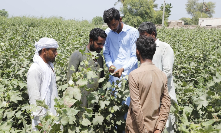 Climate Pressure Forces a Reckoning Across Pakistan's Cotton Belt